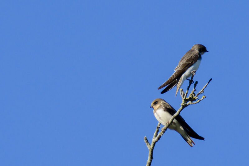 Hirondelles de rivage